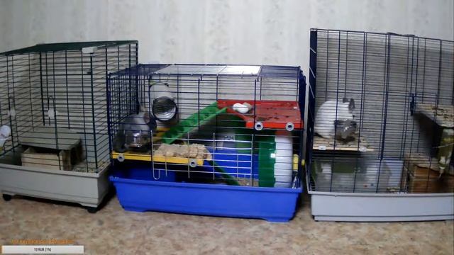 Наблюдаем за жизнью Шиншилл смотреть онлайн