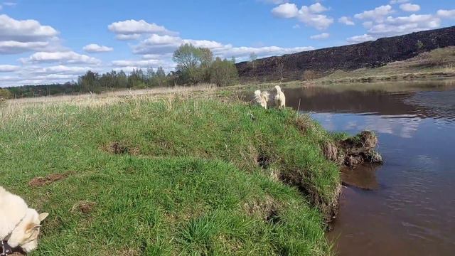 На речке вся стая ЛЗС смотреть онлайн