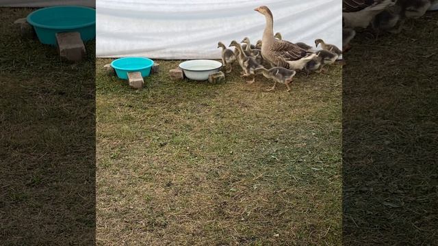 Где купаются наши серые гуси, гусята, надо ли гусям пруд смотреть онлайн