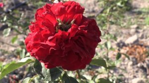 Штертебекер  - чайно-гибридная роза. Оптовая продажа саженцев роз, Питомник Роз Полины Козловой,