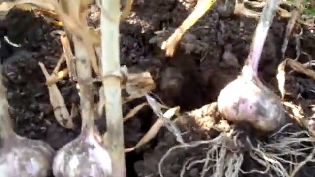 Как боротся с вредителями чеснока смотреть онлайн