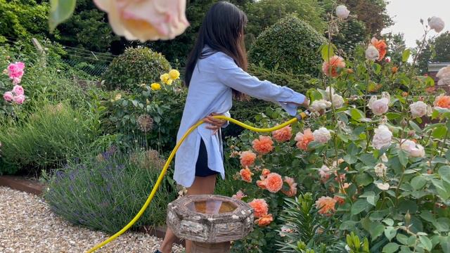 My Garden Diary | David Austin's Dame Judi Dench Rose смотреть онлайн