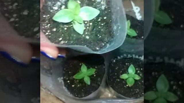 ШОК. Эустома спустя 4 дня после пикировки. Самый надежный способ выращивания эустомы из семян. смотреть онлайн