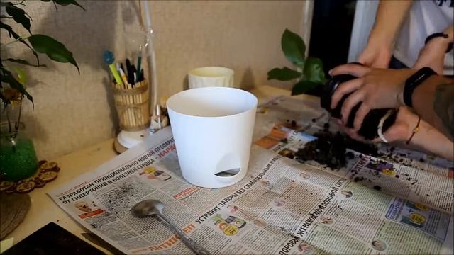 Стрелиция Экстренная пересадка смотреть онлайн