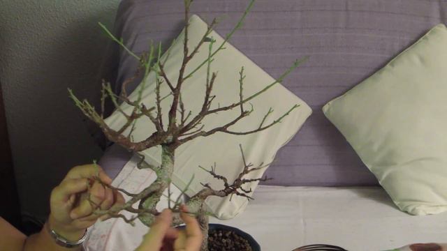 alambrando bonsai ficus - parte 1 смотреть онлайн