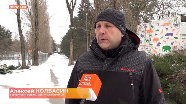 Как зимуют звери в ростовском зоопарке смотреть онлайн