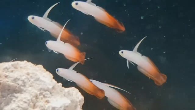 Nemateleotris Magnifica (Firefish)- akwarium morskie Aqua Polis akwarystyka morska Wałbrzych смотреть онлайн