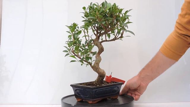 Vídeo 360º Bonsai Ficus. Tiger Bark. FCR109 смотреть онлайн