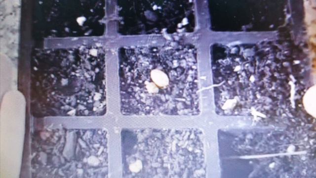 Guía rápida para GERMINAR semillas de GERANIO: Cuidados para obtener resultados sorprendentes🌺 смотреть онлайн