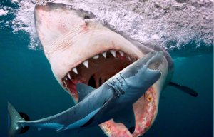 ТОП 6 нападение акул на других акул. Акулы каннибалы в деле.