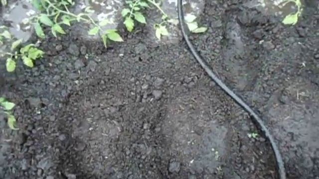 КАК ПРАВИЛЬНО ПОЛИВАТЬ ТОМАТЫ ПРИ ВЫСАДКЕ В ГРУНТ. Видео Ольги Черновой 30 мая смотреть онлайн