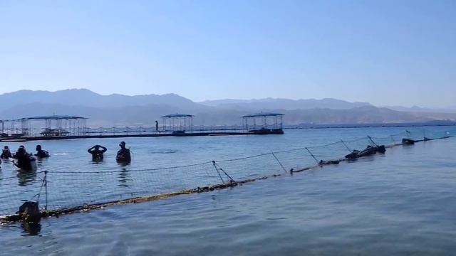 Израиль ЭЙЛАТ Дельфиний пляж смотреть онлайн