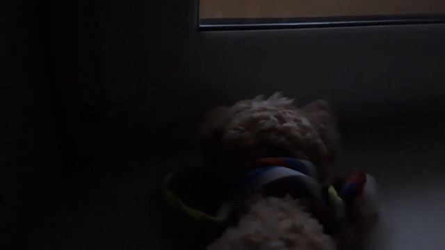 Pet Shop Days фестиваль в санкт-петербурге на улице Калинина Калинина запись сделана вчера не помню смотреть онлайн