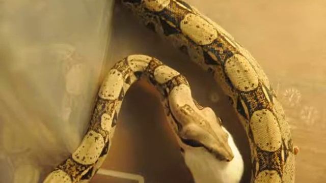 Императорский удав(Boa constrictor imperator) часть №2 смотреть онлайн