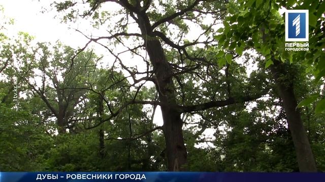 Дубы-долгожители в Кривом Роге смотреть онлайн