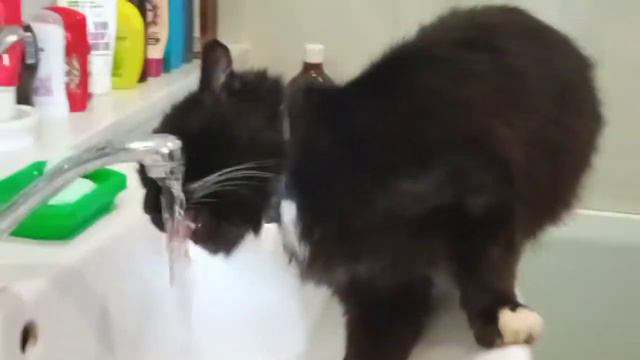 Кот по имени Супчик пьёт воду из крана!😂🤣 смотреть онлайн