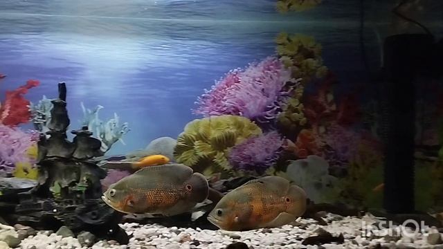 Два астронотуса против 10 тернеций смотреть онлайн