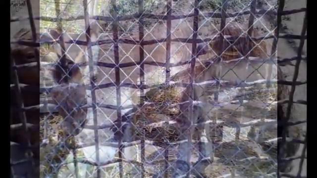 Zoo in Baku. may 2013 смотреть онлайн