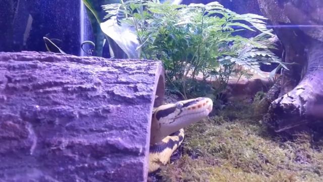 My ball python wakes up to say hello - and - my crested gecko has an obsession with leaves. смотреть онлайн
