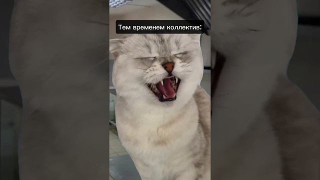 🔞Особая атмосфера сушистов! ЭТО ВАМ НЕ ШУТКИ 😅 ГИЕНЫ РЕДКОСТНЫЕ. #еда #суши #роллы #кухня #жиза