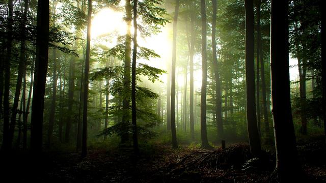 Sounds of nature for relaxation. Звуки Летнего леса для отдыха. Исцеление. Медитация перед сном смотреть онлайн