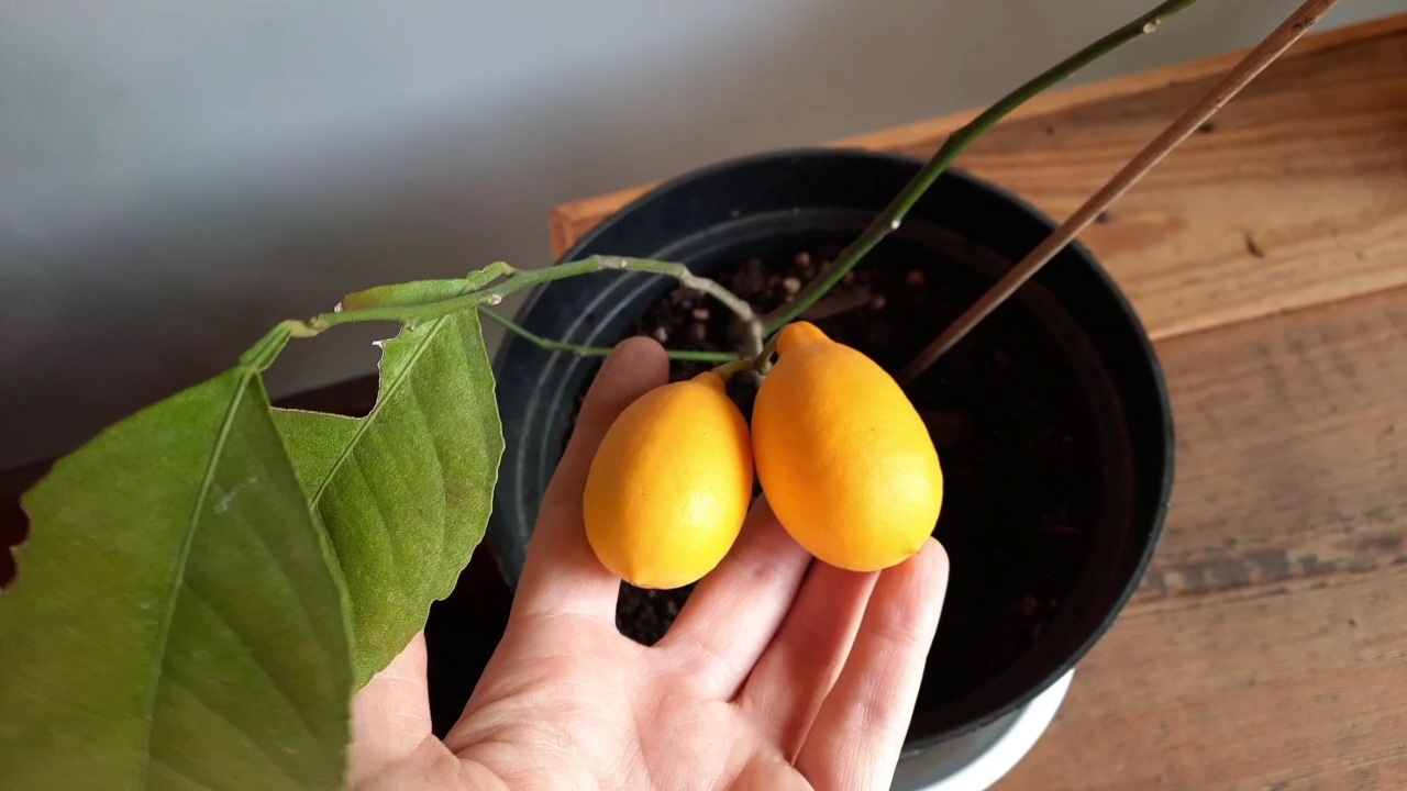 Лимон Мейера.