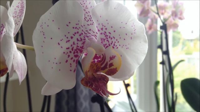 Orchid collection summer 2013 смотреть онлайн