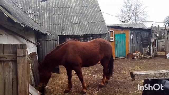 ЛОШАДИ/КОБЫЛА ЗОРЬКА НА ПРОДАЖУ??? смотреть онлайн