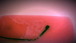 Прежде чем использовать Тонику, посмотри ЭТО!Все советы и подсказки по окрашиванию!