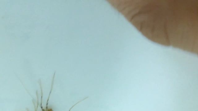 ID - Scutigera coleoptrata - The Deadly House Centipede!!!
