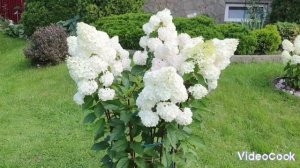 Пышное цветение гортензий, август 2023!  Гортензии в ландшафте???