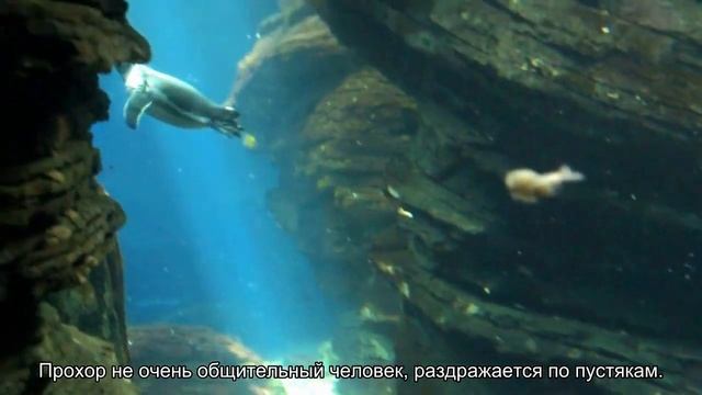 Значение имени Прохор. Толкование, судьба, характер смотреть онлайн