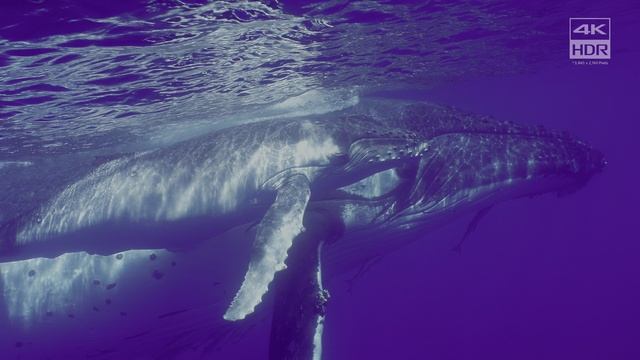 Sony_Whale_in_Tonga_4K_UHD_HDR