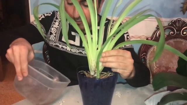 Посадка Мильтонии в грунт для орхидей ZeoFlora! смотреть онлайн