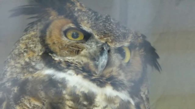 Silly Owls at the St. Louis Zoo смотреть онлайн