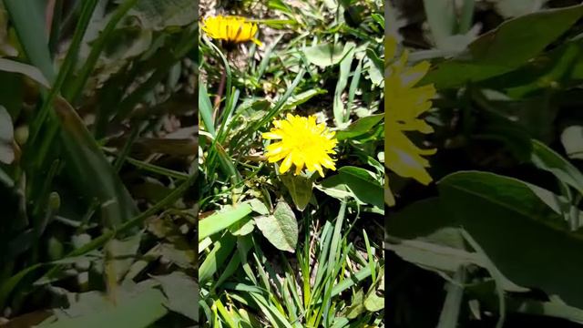 эстетика весны. Всё цветёт #весна #цветение #природа #эстетика #тепло смотреть онлайн