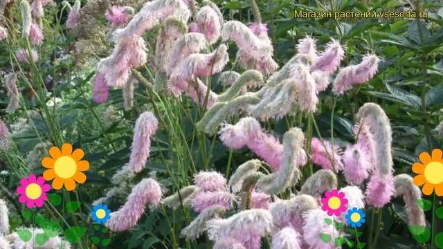 Кровохлебка гибридная Пинк Брашес. Краткий обзор, описание sanguisorba hybrid Pink Brushes смотреть онлайн