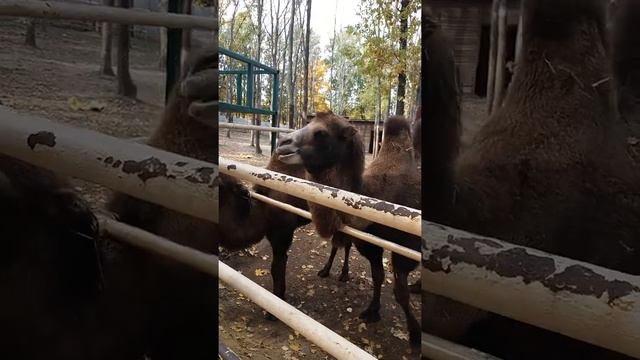 КОРМИМ ВЕРБЛЮДОВ !! Величественные верблюды в Фельдман ЭКО-парк !! CAMELS смотреть онлайн