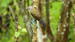 ПЕНИЕ ПТИЦ РАННЕЙ ВЕСНОЙ.ИСЦЕЛЯЕТСЯ НЕРВНАЯ СИСТЕМА И СЕРДЦЕ.ПЕНИЕ ПТИЦ ЗАРЯЖАЕТ ПОЗИТИВНОЙ ЭНЕРГИЕ
