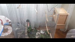 Пирруры кричат и просяться на волю! Свободу Попугаям!