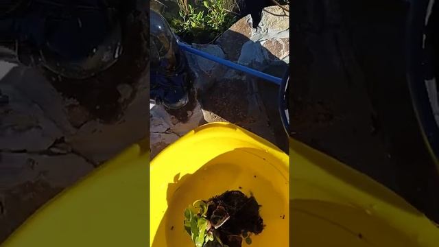 посадка водяного гиацинта на зиму смотреть онлайн