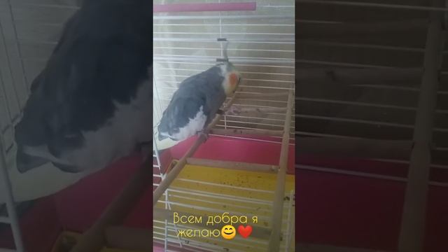 Попугай корелла кушает❤️ смотреть онлайн