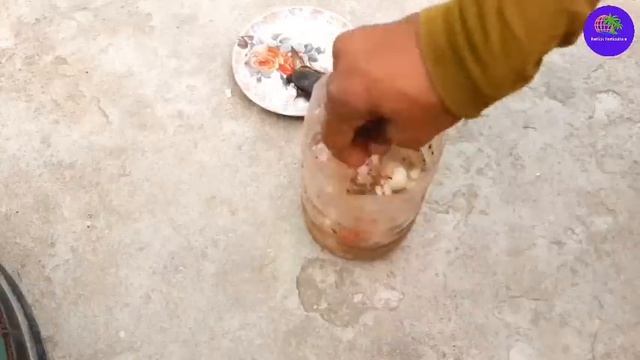শীতেও ফলবে গাছ ভর্তি লেবু মাত্র ১টুকরো পিঁয়াজ দিয়ে| Lemon plant care in November смотреть онлайн