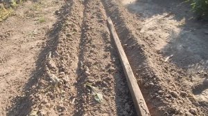 Сажаем правильно Дайкон