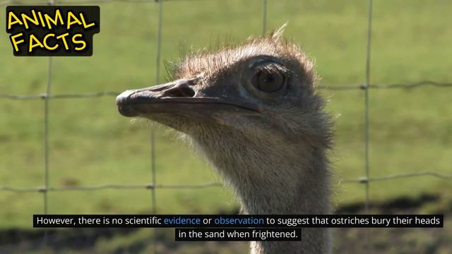 Amazing Facts | Interesting Animal Myths: Bats, Ostriches, And Dolphins!