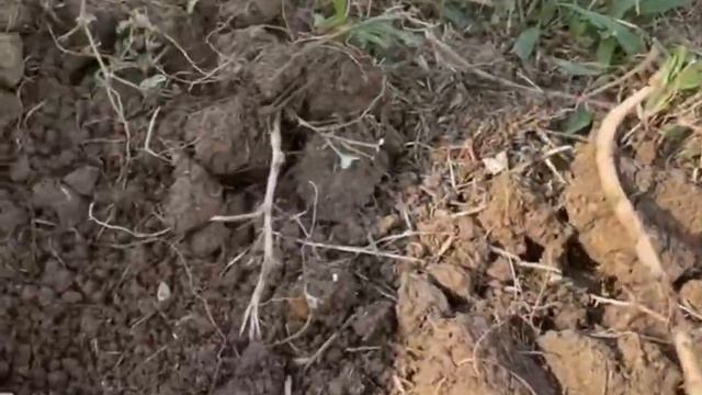 Planting Leaf of Life (Bryophyllum pinnatum) смотреть онлайн