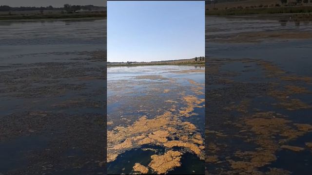 Лебеди на озере Кандрыкуль смотреть онлайн