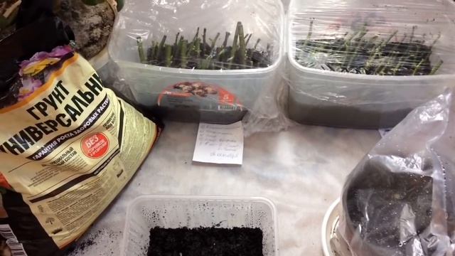 Меня обвинили во лжи?♀️!Розы - осеннее черенкование способ-2 от моей подписчицы?? смотреть онлайн