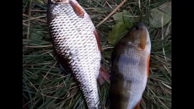 Рыбалка в д. Васьково смотреть онлайн