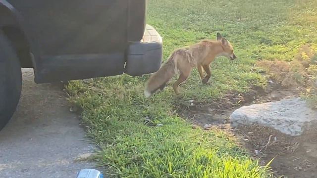 The fox … again 🦊 Лиса в большом городе-II смотреть онлайн
